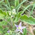 Solanum dimidiatum برگ