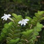 Angraecum distichum Floare