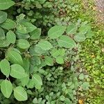 Cotoneaster multiflorus Leaf