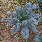 Brassica oleracea Habitus