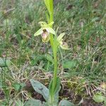 Ophrys arachnitiformis മറ്റ്