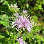 Monarda fistulosaЦветок