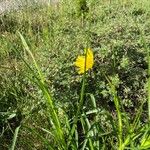 Tragopogon pratensisBlodyn