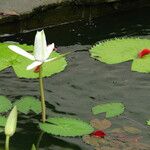 Nymphaea lotus Blodyn