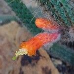 Cleistocactus baumannii Flower