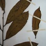 Moutabea guianensis Ostatní
