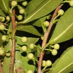 Ficus americana Fruit