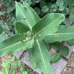 Asclepias purpurascens Leaf