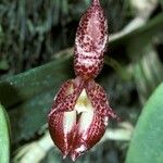 Bulbophyllum macranthum Flower