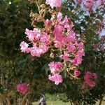 Lagerstroemia indicaBlüte