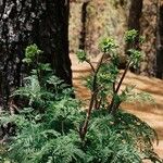 Athamanta montana Hoja
