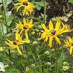 Rudbeckia fulgida Хабит