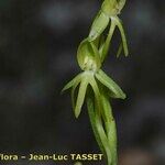 Habenaria tridactylites 花