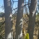 Celtis africana Bark