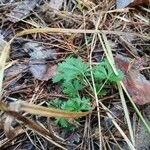 Potentilla anglica पत्ता