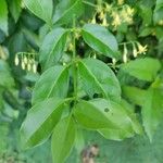 Chiococca alba Yaprak