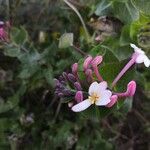 Lonicera implexaFlower