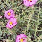 Cistus x purpureus Alkat (teljes növény)