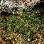 Stachys glutinosa Habit
