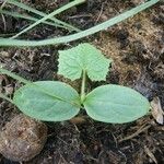 Melothria sphaerocarpa Leaf