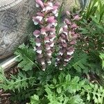 Acanthus mollisFlower