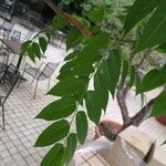 Ailanthus altissima Лист