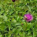 Cirsium rivulareΛουλούδι