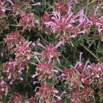 Thymus longiflorus Fula