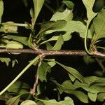 Pisonia macranthocarpa