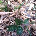 Rubus albiflorus Blatt