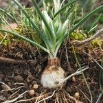 Ornithogalum sigmoideum 花