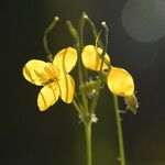 Chelidonium majusBlomst