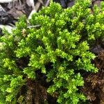 Veronica cupressoidesBlodyn