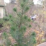 Pinus pinea Folha