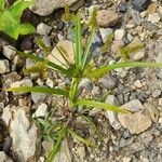 Cyperus pallidicolor Hábito