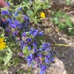 Echium sabulicolaFlower