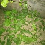 Smilax rotundifolia पत्ता