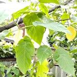 Solanum betaceum Leaf