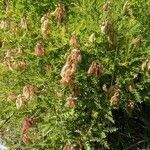 Astragalus penduliflorus ശീലം