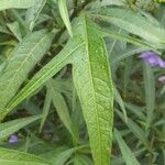 Solanum nudum Leaf