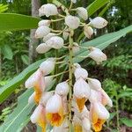 Alpinia zerumbetFlower