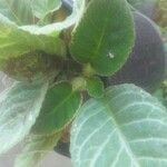 Episcia cupreata Leaf