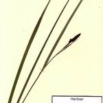 Carex parviflora Otro