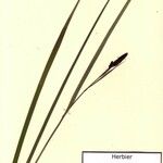 Carex parviflora Other