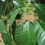 Ficus citrifolia Folha
