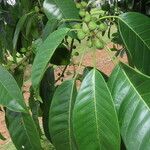 Ficus citrifolia Лист