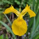 Iris pseudacorus Fleur