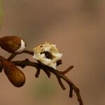 Piliostigma thonningii Λουλούδι