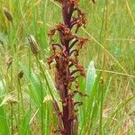 Anacamptis laxiflora Fruit