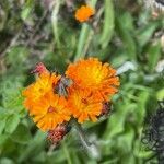 Pilosella guthnikiana Flower